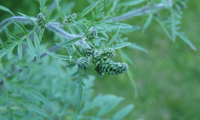 Ambrozie peřenolistá, Foto: Père Igor/ Wikimedia
