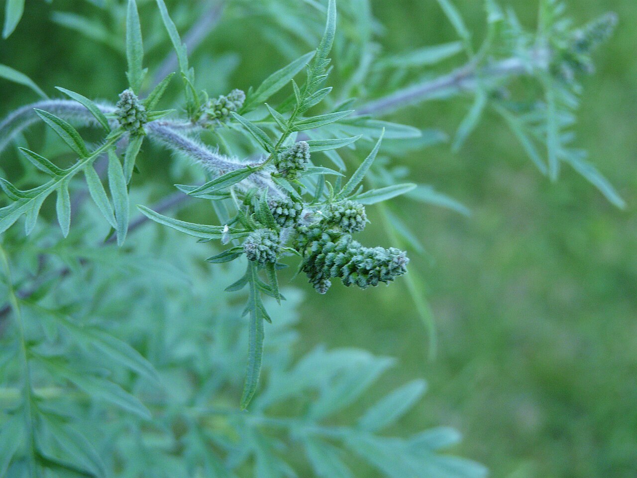 Ambrozie peřenolistá, Foto: Père Igor/ Wikimedia