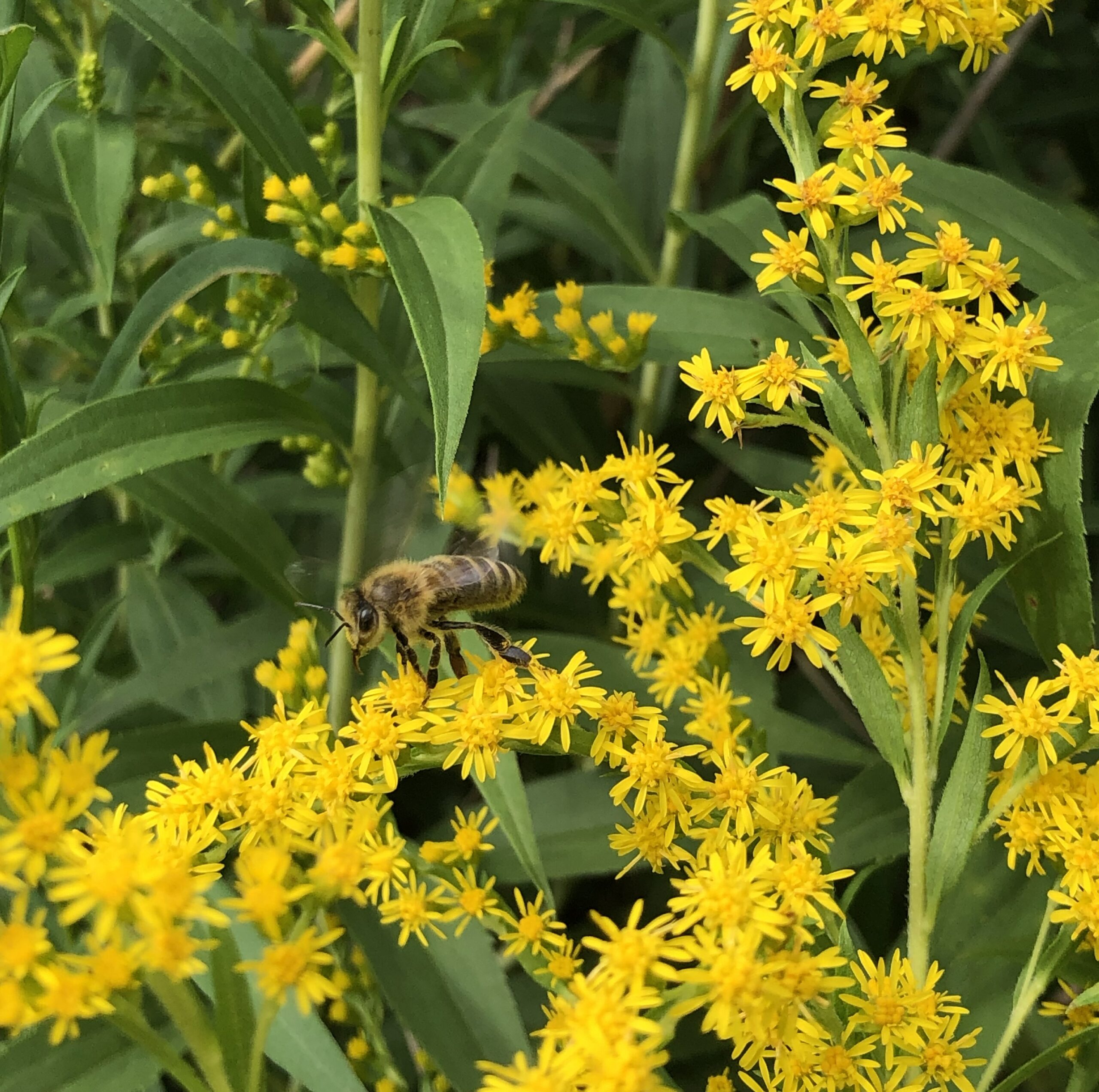 Zlatobýl je bohatým zdrojem pylu a nektaru pro opylovače, zejména na konci sezóny (srpen–říjen), kdy výrazně ubývá jiných kvetoucích druhů.
